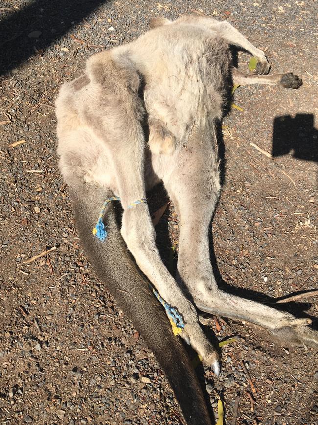 The kangaroo carcass on Reedy Creek Rd near Broadford.
