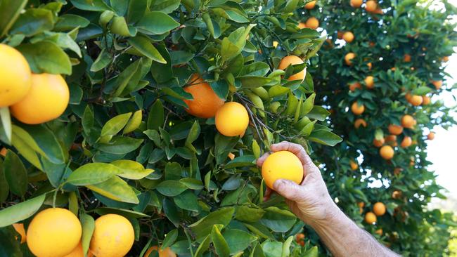 Out of juice: Citrus growers and seasonal workers will lose out on millions of dollars and legitimate work with the strict regulations imposed on crossing the Victorian-NSW border. Picture: Andy Rogers