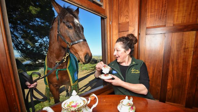 Annie Benedetti has a cuppa with 1999 Melbourne Cup winner Rogan Josh. Picture: Tony Gough