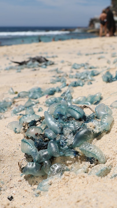 Bluebottles swarm Bronte Beach