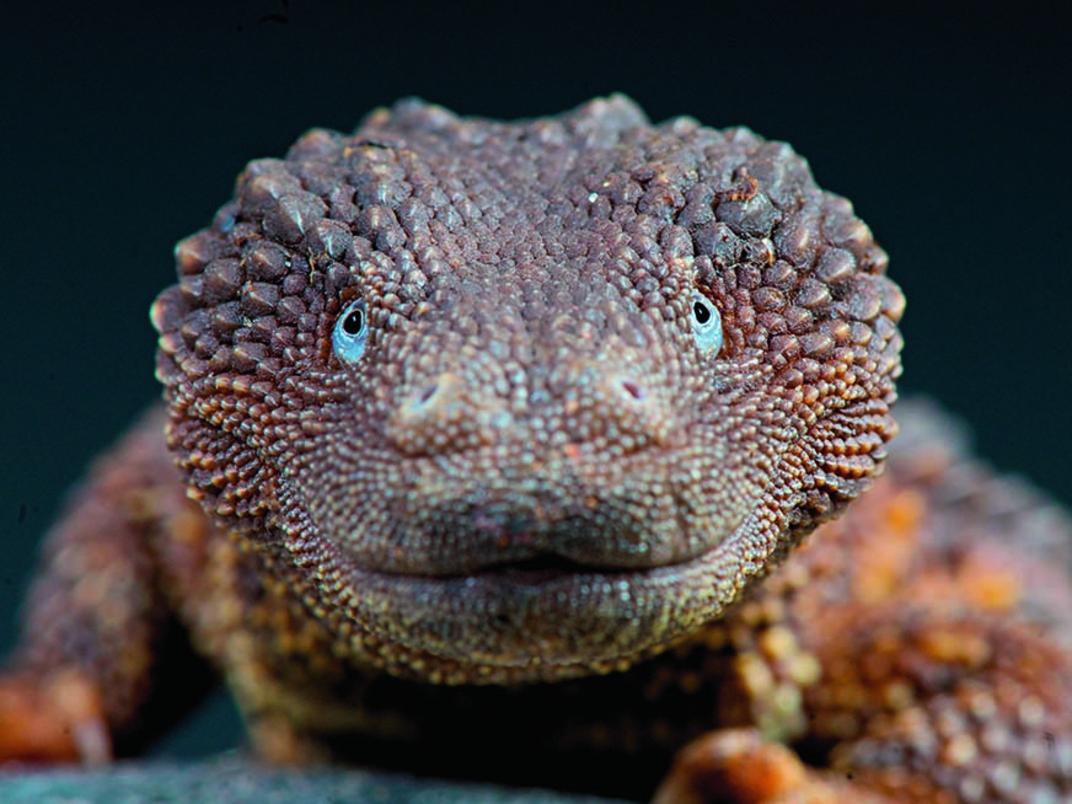 Best exotic hot sale reptile pets