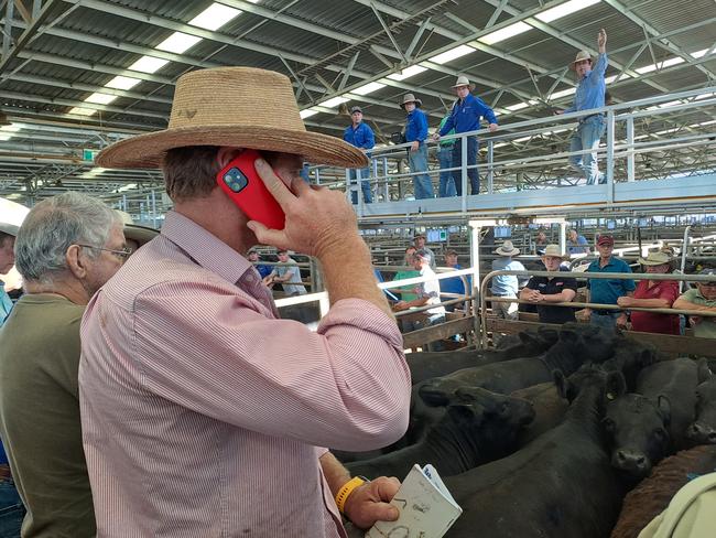 Major buyer from Bathurst at the Wangaratta weaner sale.