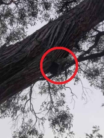 A camera was found in a tree in the park. Picture: ACAV/Facebook