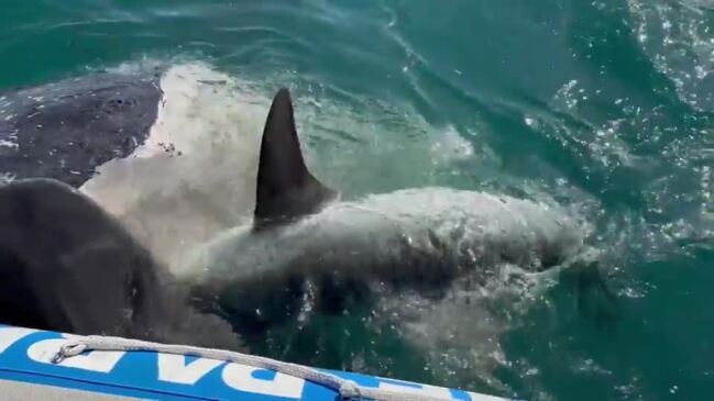 Tiger shark feeding frenzy