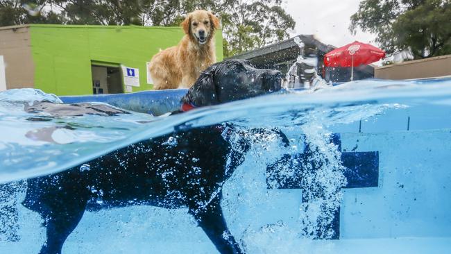 Doug takes a dip while Poppy watches on. Picture: Alex Coppel