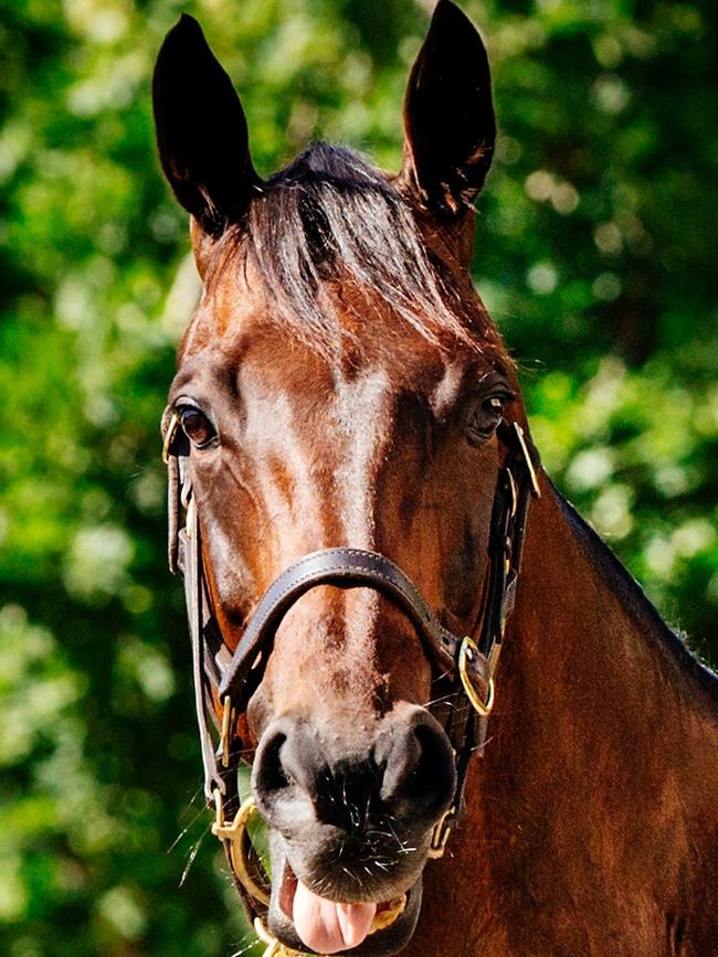 Winx pictured at the stables at Rosehill Gardens Racecourse ahead of winning Longines World's Best Racehorse. Picture: Jonathan Ng