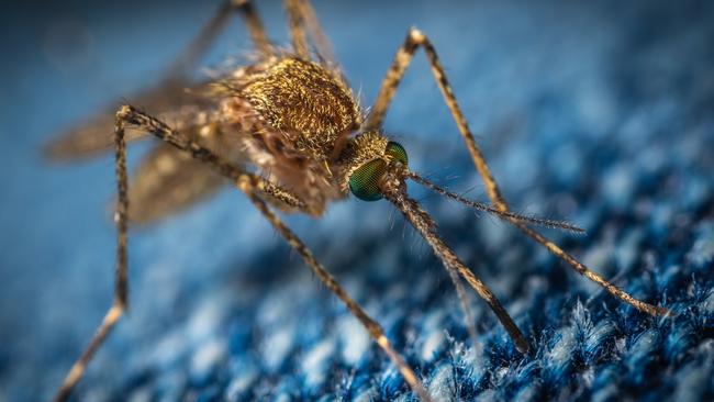 Mosquitoes numbers are on the rise due to recent rainfall and hot, humid conditions.