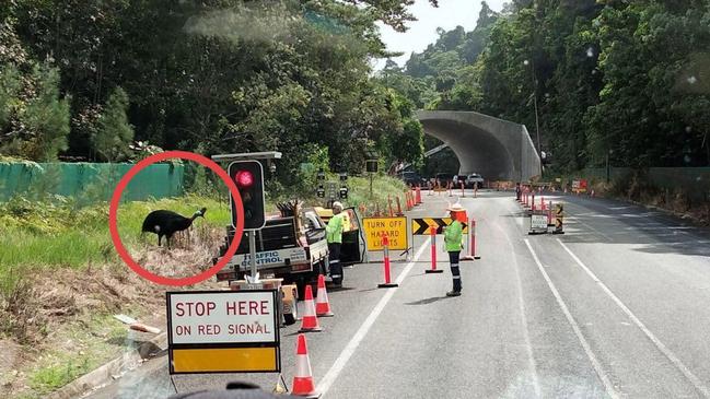 A hilarious photo of cassowary crossing Bruce Hwy metres from a $30m wildlife crossing has sparked fiery debate. Picture: Kelly Stonehouse