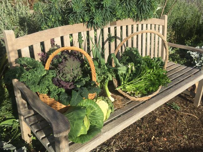 The winter vegie harvest. Picture: Sophie Thomson