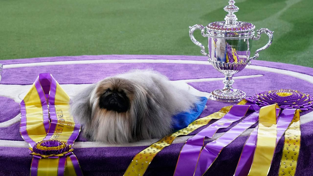 Wasabi the Pekingese wins famous American dog show | KidsNews