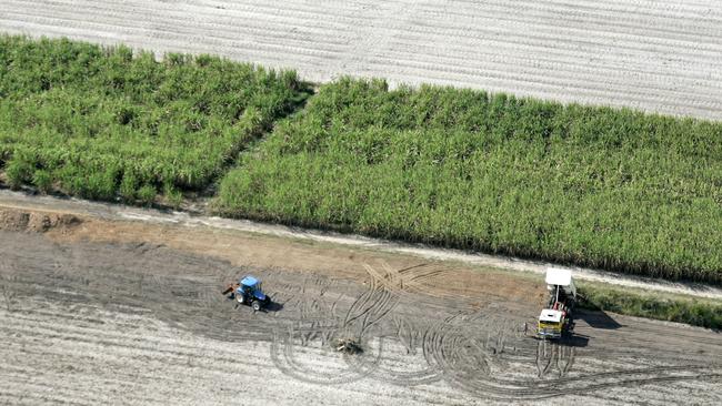 One of the Coast’s cane fields.