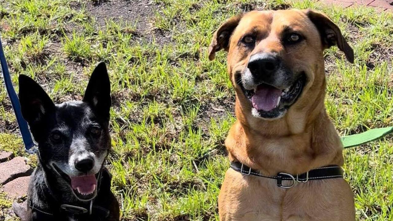 Bonded pair Roxy and Clay are among the dogs surrendered due to the rental crisis.