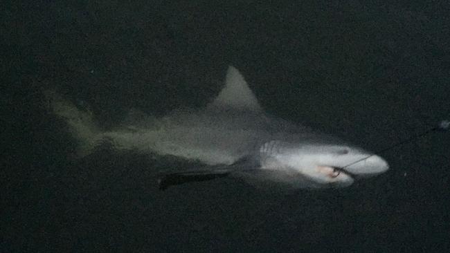 The 1.5m bull shark Nick Dinatale landed on Thursday night.