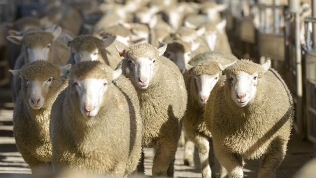 A new baseline price for ewes and ewe lambs has emerged in recent weeks. Picture: Dannika Bonser.