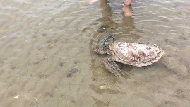 Watch Lilly The Turtle Returns Safely To Her Saltwater Home The