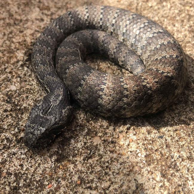 A death adder handed in to the Australian Reptile Park. Picture: Supplied