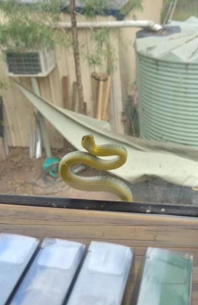 Anyone home? A green tree snake appears on a window at Laidley. PHOTO: Mick James