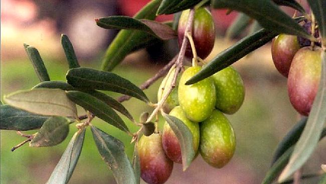 Olive oil prices spike as drought in Spain continues | news.com.au ...