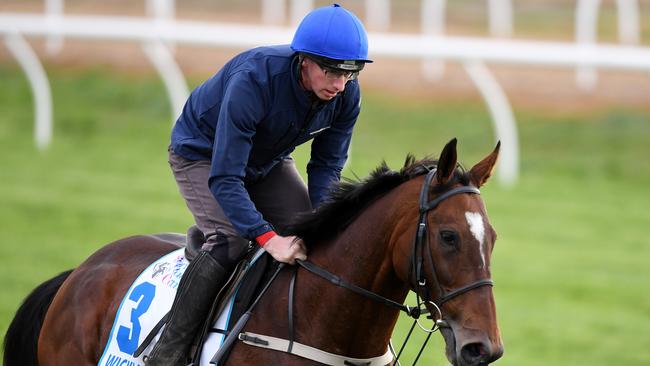 Wicklow Brave during track work at Werribee Racecourse.