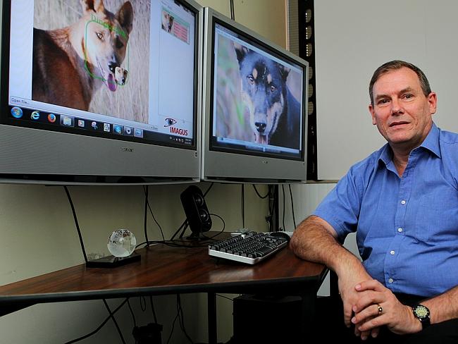 Queensland University’s Professor Brian Lovell tests a facial recognition program on dingos.