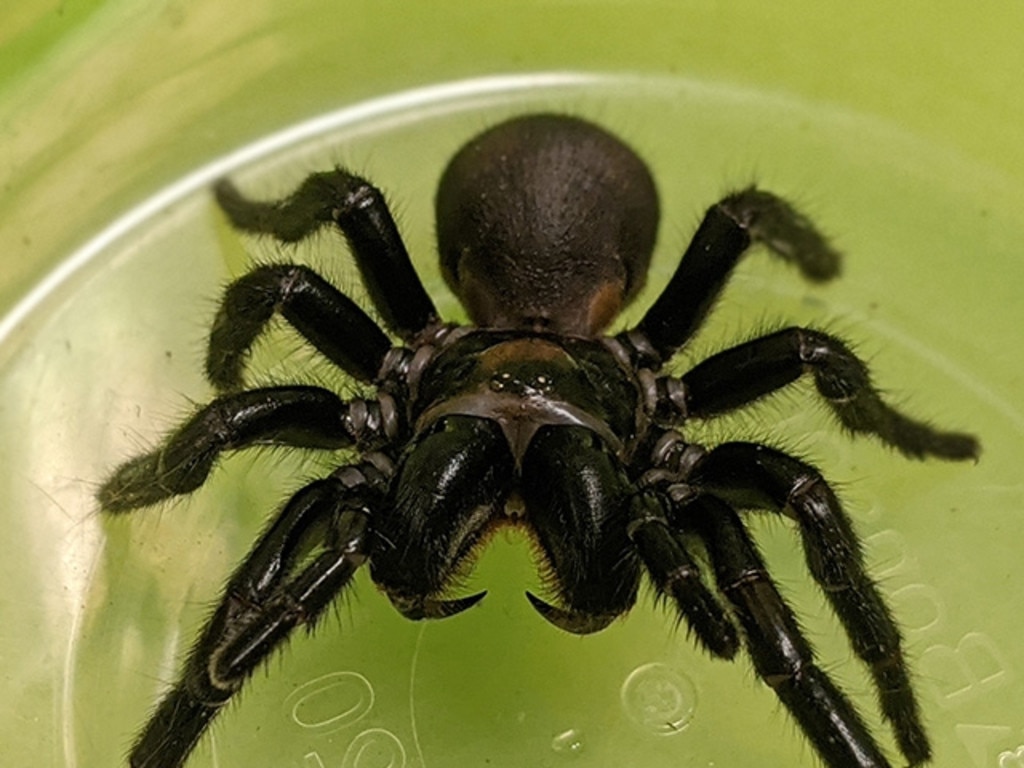 Glenn King, won a prestigious Prime Minister's Award worth $250,000 for his research into molecules in venom from Funnel web spiders native to Fraser Island - Photo Supplied