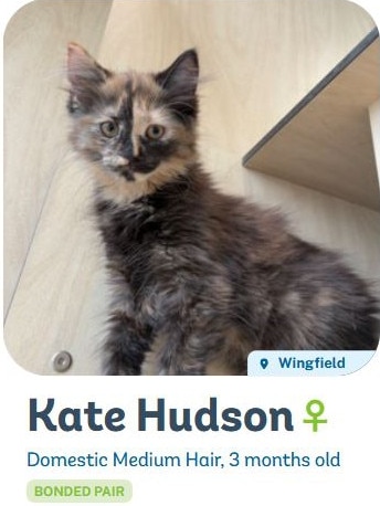 Kate Hudson is available for adoption through the Animal Welfare League. Picture: AWLSA