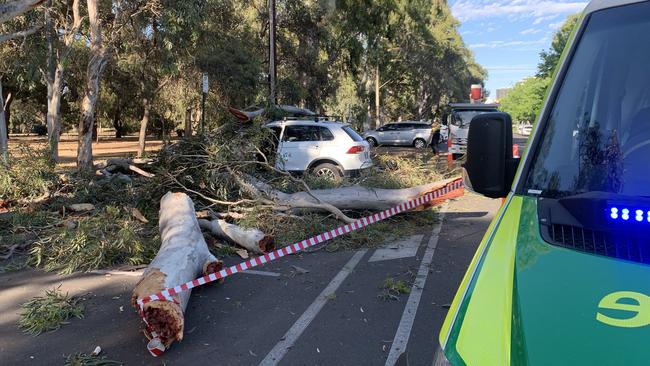 A tree has fallen on a car on South Terrace in the city.