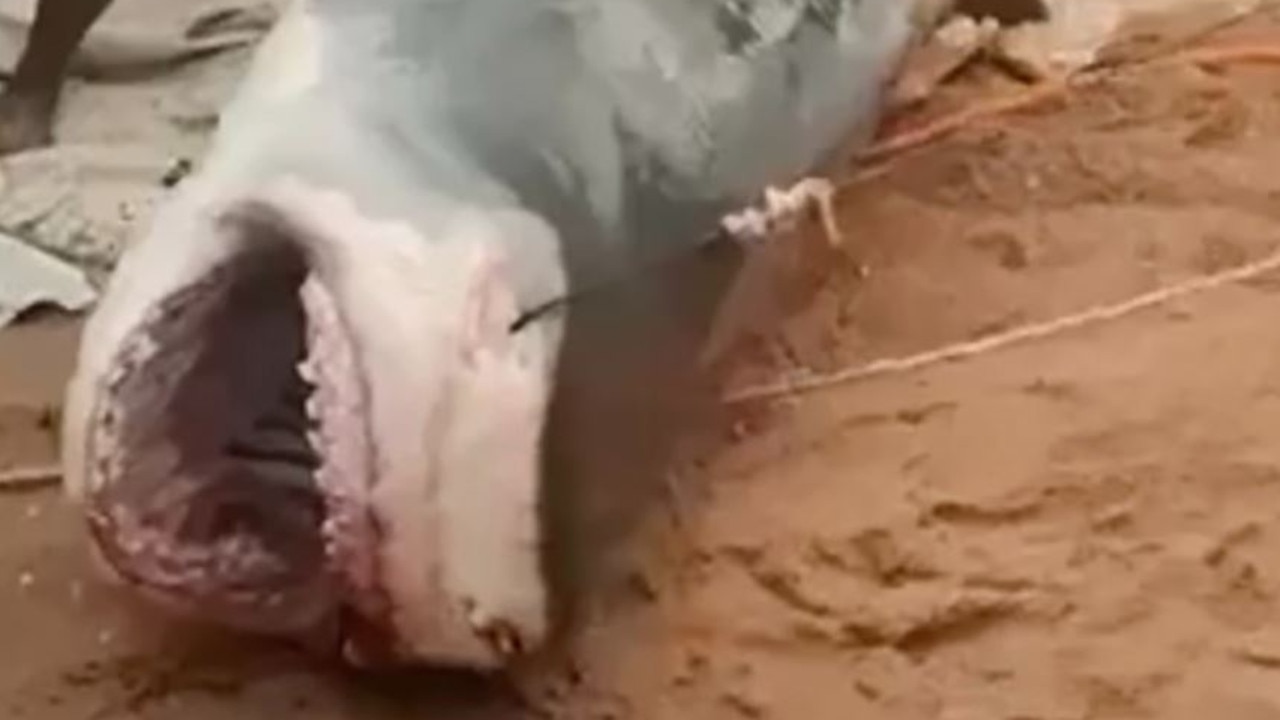 Szczątki rosyjskiego turysty wydobyto z rekina po ataku w pobliżu egipskiego kurortu