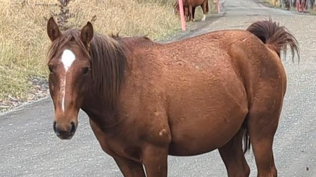 Wild horses numbers increased by 30 per cent in Kosciuszko National Park from 2020 to 2022.