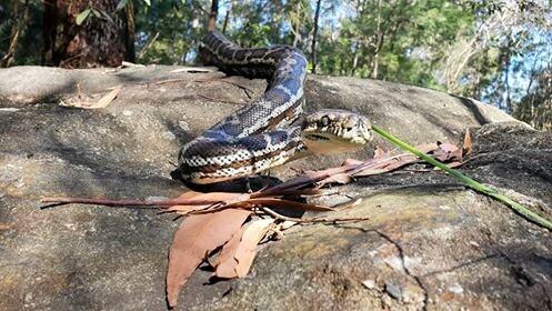 Man bitten by snake in Coast bushland | The Courier Mail