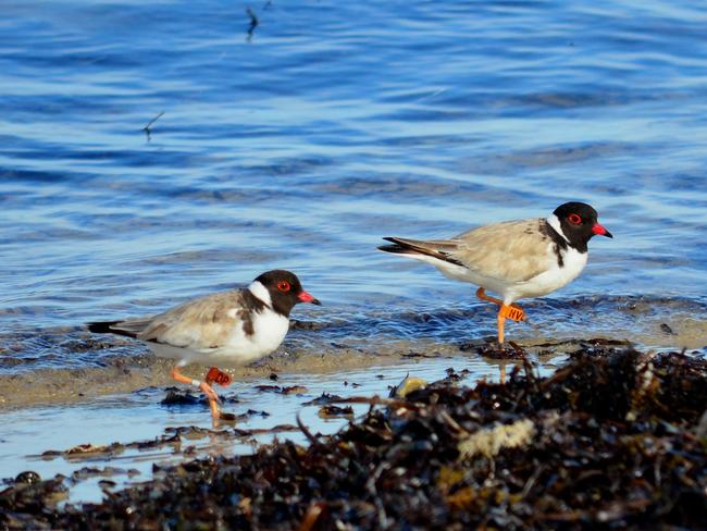 Hooded plovers at Port Willunga during the breeding season  -  Picture Sue and Ash Read