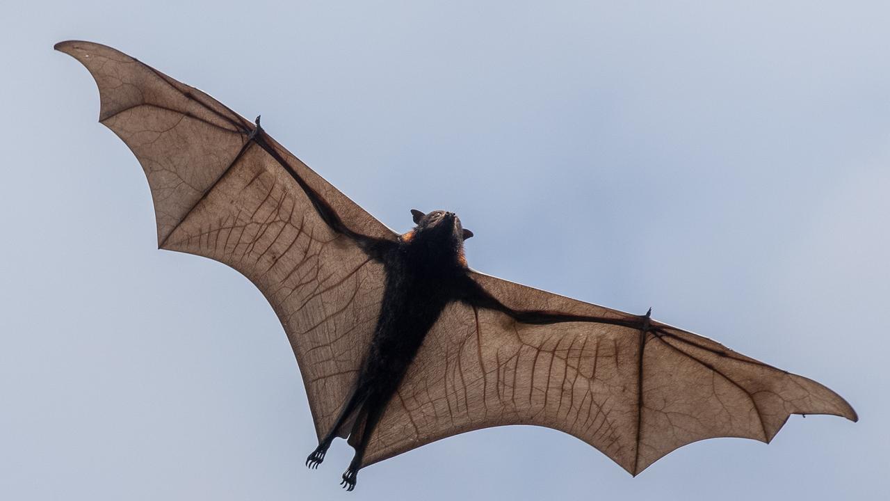 Charters Towers bat park awaiting influx of flying fox in August ...