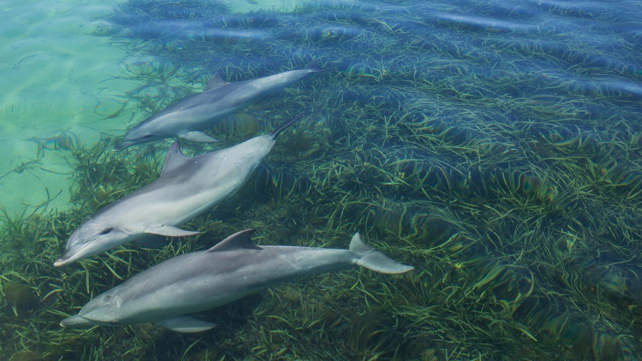 The wildlife is returning to Kangaroo Island. Picture: Greg Snell/Tourism Australia