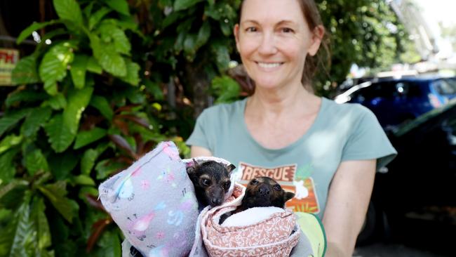 Wildlife Carers FNQ member Cheryl Hudson with two rescued abandoned baby flying fox pups at council library trees. Picture: Stewart McLean