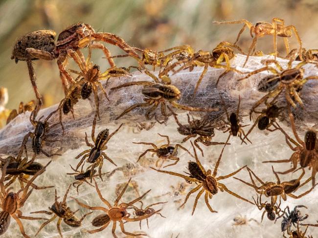 Millions of spiders rain down after floods