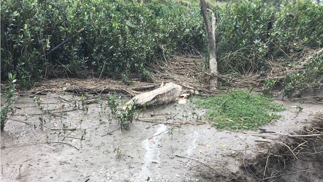 The dead groper was found in Upper Mary River on September 19, with another dead dugong. Picture: WWF