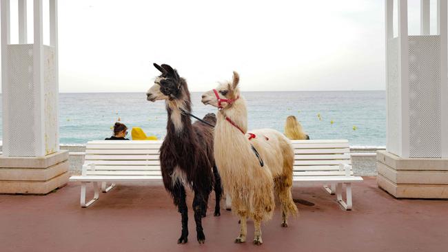 Llamas pause on Nice’s promenade during “La Marche des Animaux,” overlooking the Mediterranean Sea in a striking demonstration promoting animal rights. Picture: Valery Hache/AFP