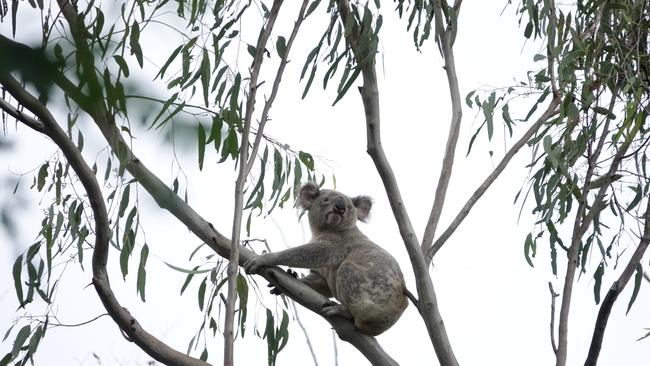 A koala was spotted at the end of Moonyean St on March 29, 2024. Picture: Save Woogaroo Forest