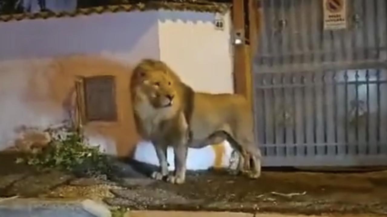 Escaped circus lion captured after prowling the streets of Italian town -  National