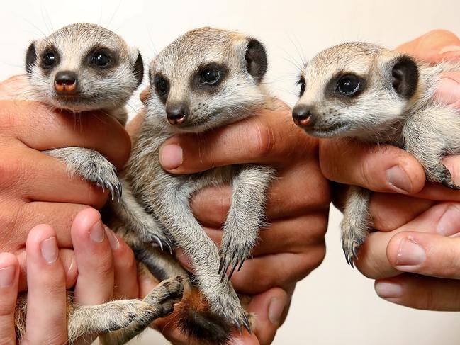 WEEKEND TELEGRAPHS SPECIAL. MUST TALK WITH PIC ED JEFF DARMANIN BEFORE PUBLISHINGSydney Zoo in Western Sydney have welcomed the arrival of 3 meerkat babies in recent weeks. Veterinarian Dr Chantal Whitten checks the health of the three babies, vaccinating and weighing them. Picture: Toby Zerna