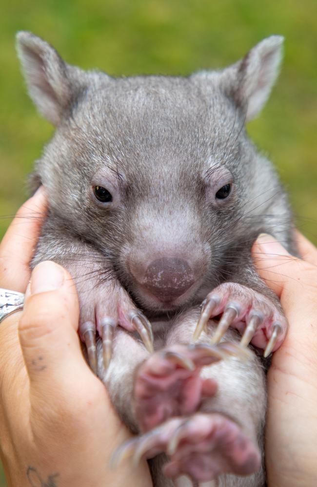 Orphaned baby wombat Wilbur is thriving in care after being handed in to staff at The Australian Reptile Park. He serves as a reminder of road safety as school holiday traffic saturated highways. Picture: Australian Reptile Park