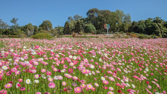 The paper daisy display at the Australian Botanic Gardens in Mount Annan has bloomed weeks ahead of schedule. Picture: Glenn Smith.