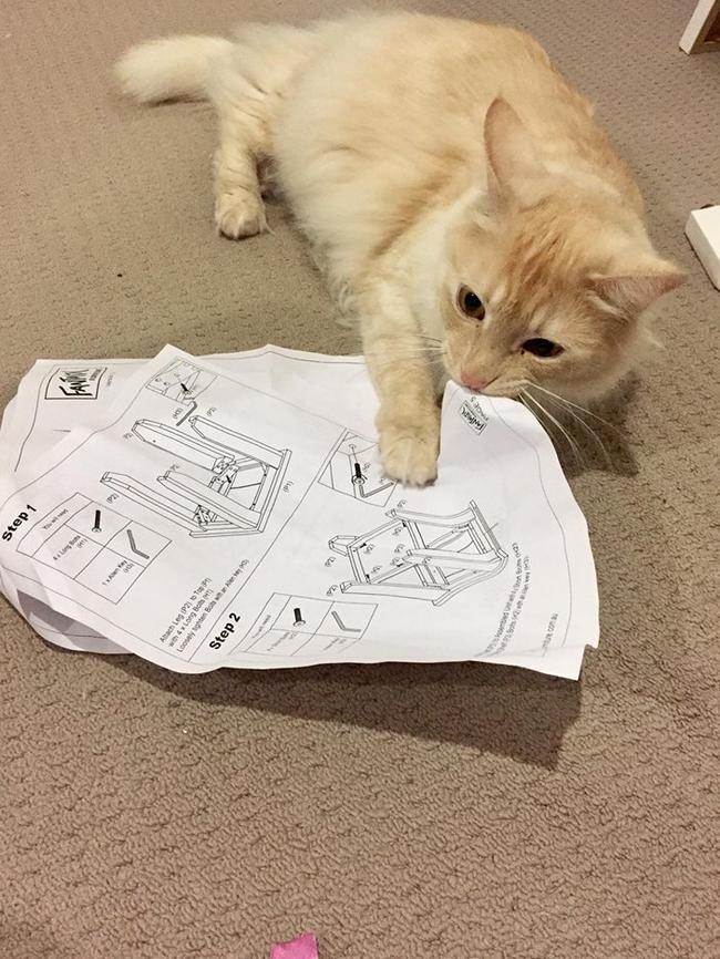 BILLIE: Billie is a princess at heart. She’s fond of a good snuggle and is a pro at flatpack assembly.