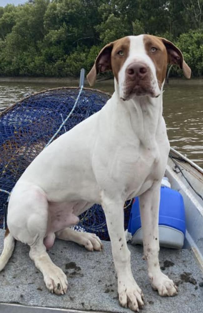 Judd: Mick Francis' 16 months old Bull Arab
