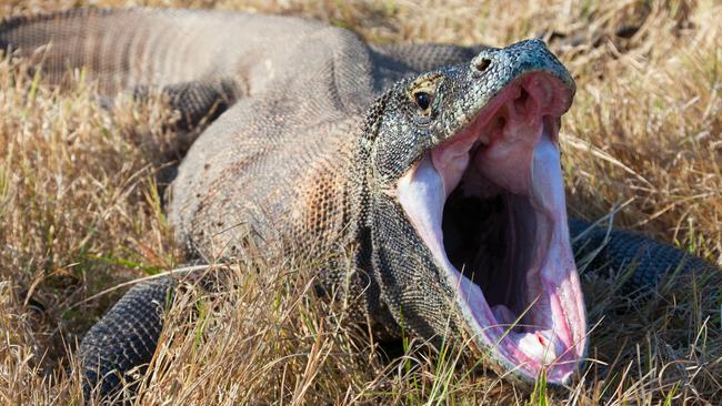 Komodo dragon attack leaves tourist with severe injuries.