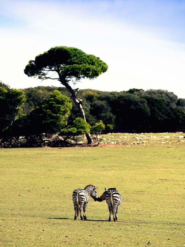 Zebras at what used to be Tito’s zoo.