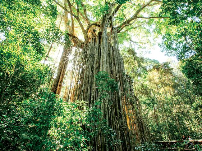 Curtain fig tree in the artherton tablelands (new)