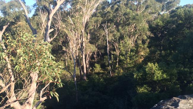 Bushland off Rosebery Rd, Kellyville. A bridge connecting the area to Glenhaven has been approved.