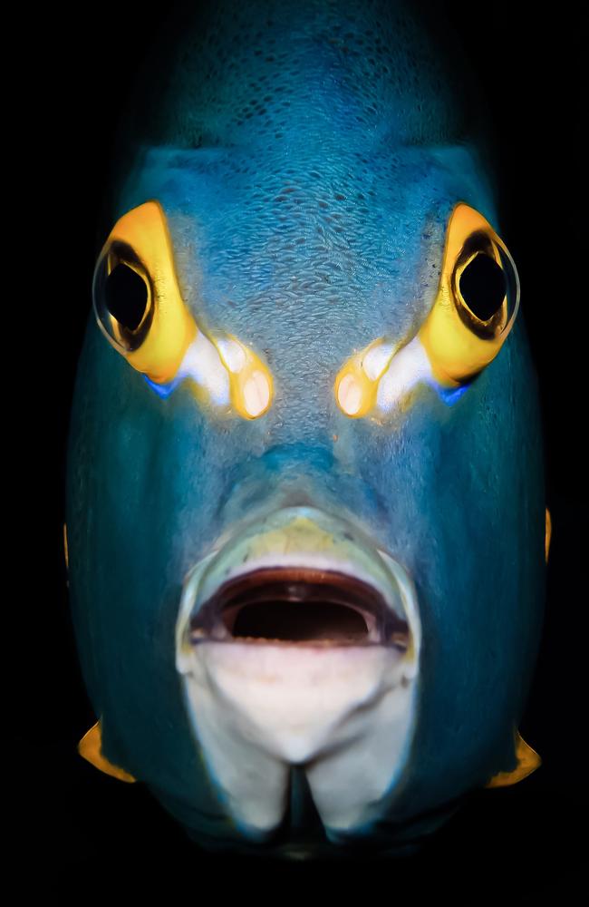 A French Angelfish. Picture: Michael Gallagher/Underwater Photographer of the Year 2021