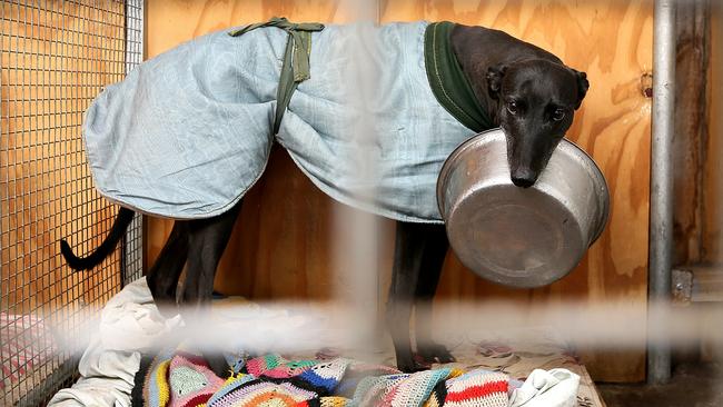Monahan Lily in her kennel and ready for dinner. Picture: SAM ROSEWARNE.